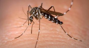 Dengue vira risco de epidemia em Belo Horizonte