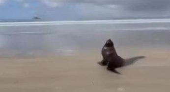 Leão-marinho é visto em praia do litoral de São Paulo