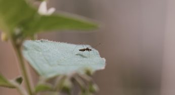 Verão e chuvas intensas acendem alerta para aumento de casos de dengue no Brasil